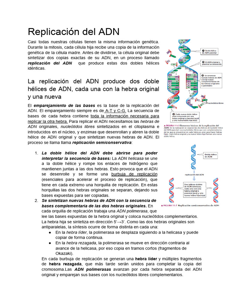 Resumen de Biología: Ciclo Celular y Replicacion de Adn | PDF | Mitosis ...
