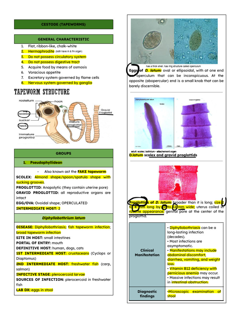 CLINICAL PARASITOLOGY 311 WEEK 13- Cestodes | PDF | Medical Specialties ...