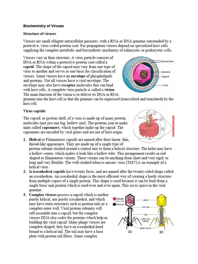 Bacteria-Viruses-Fungi | PDF | Virus | Rna