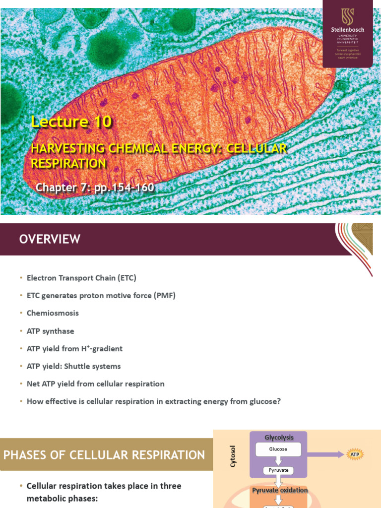 Lecture10E 2026 | PDF | Cellular Respiration | Adenosine Triphosphate