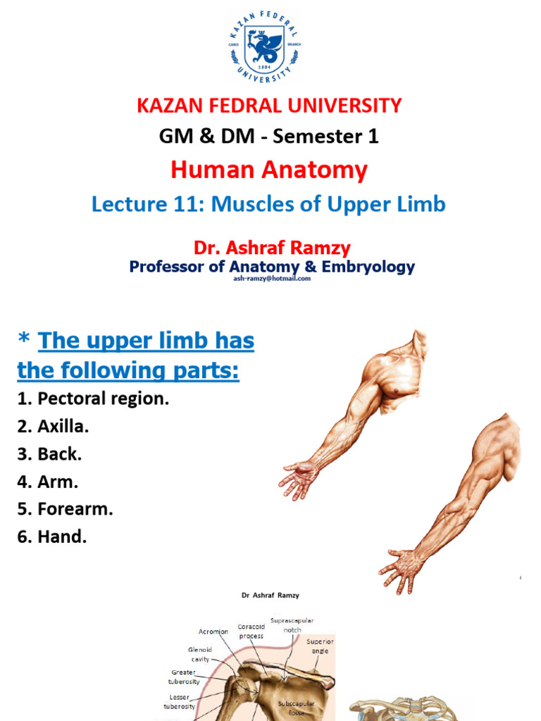 KFU Anatomy 11 Muscles of UL | PDF | Thumb | Arm