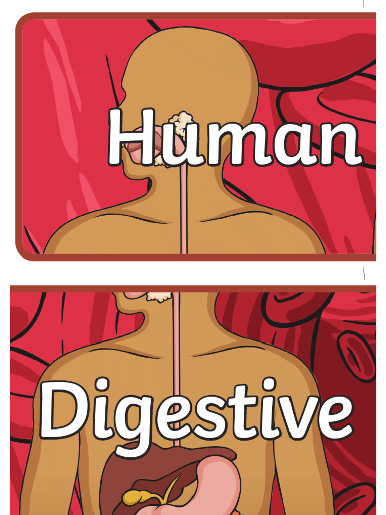 t c 254580 Human Digestive System Display Banner | PDF
