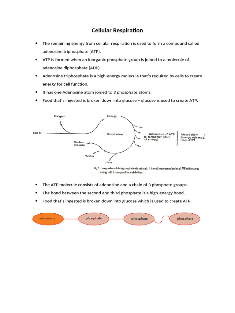 Cellular Respiration - Notes | PDF | Cellular Respiration | Adenosine ...