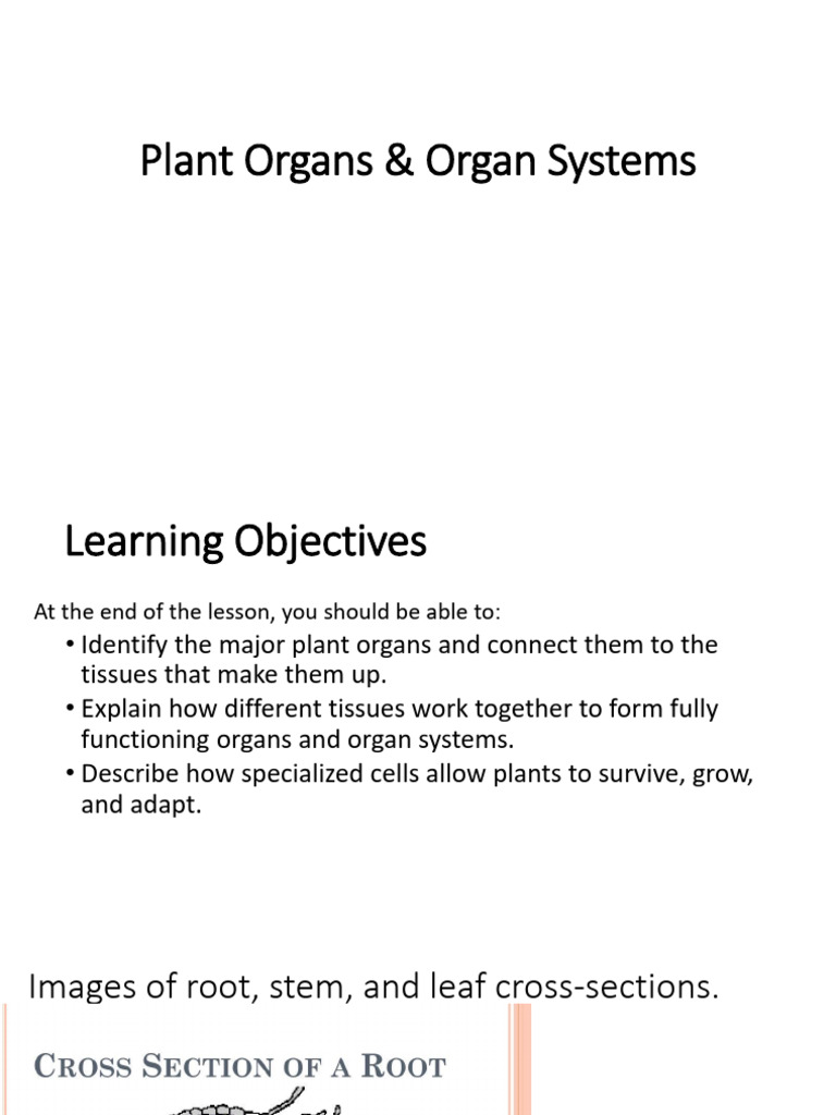 Plant Organs Organ Systems | PDF | Plant Stem | Leaf
