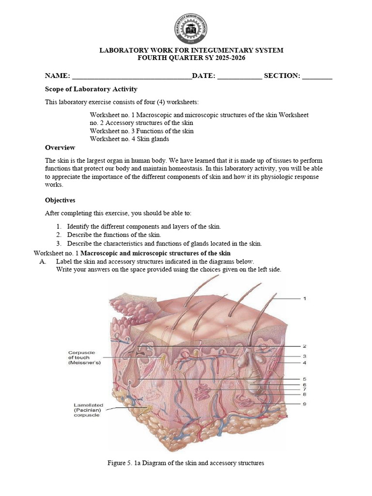LABORATORY-ACTIVITY-4-INTEGUMENTARY-SYSTEM | PDF | Skin | Human Anatomy