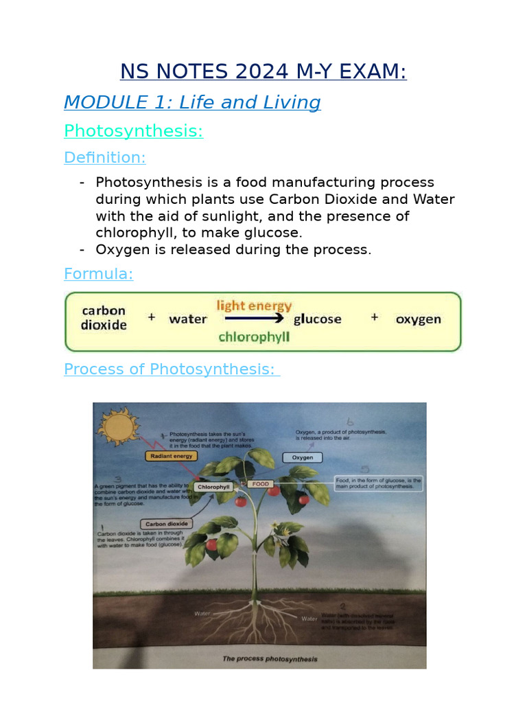 Mid-year Examination Ns Notes 2 | PDF | Food Web | Planets
