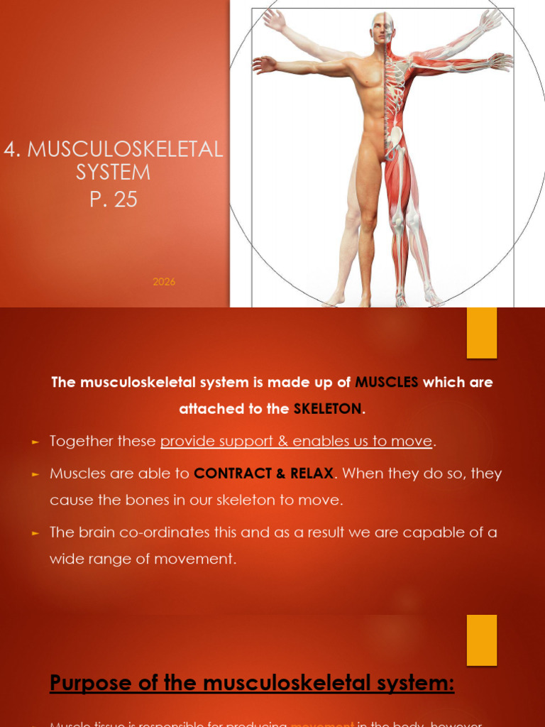 Musculoskeletal System | PDF | Human Musculoskeletal System | Skeleton
