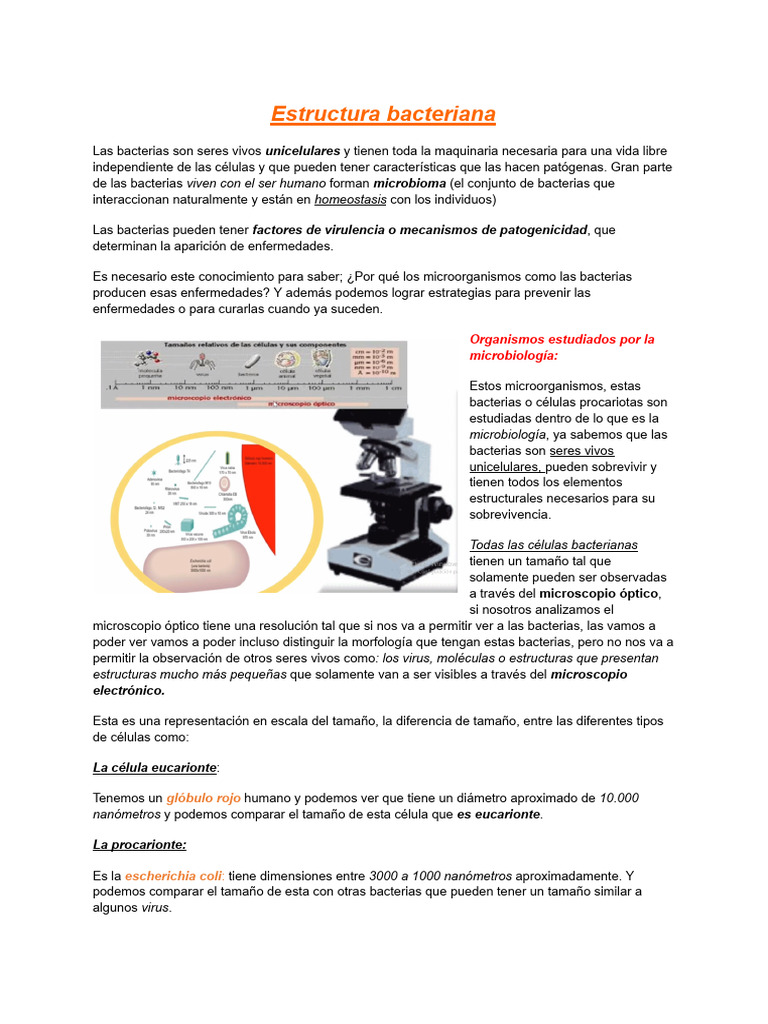 Estructura Bacteriana | PDF | Las bacterias | Biología Celular)