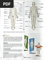 Anatomy of the Human Trunk | PDF | Abdomen | Thorax