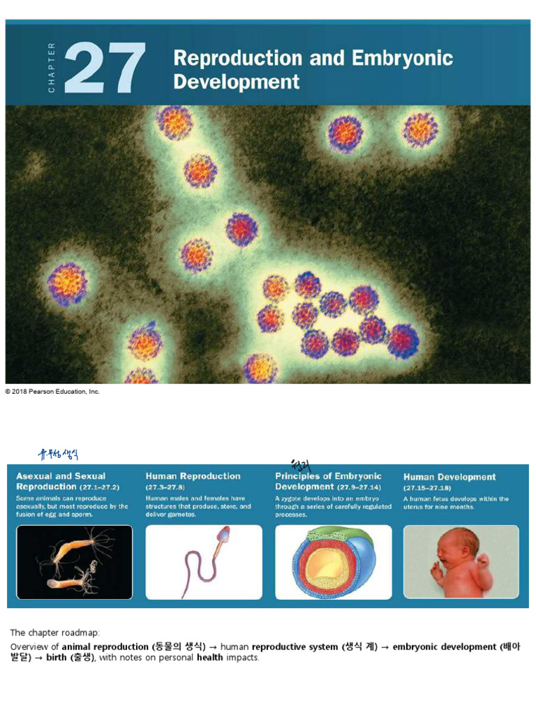9 주차 강의 자료 | PDF | Menstrual Cycle | Luteinizing Hormone