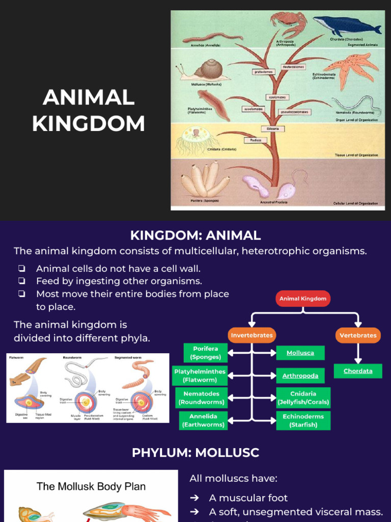 Animal Kingdom (w3 Bio) | PDF | Mollusca | Insects