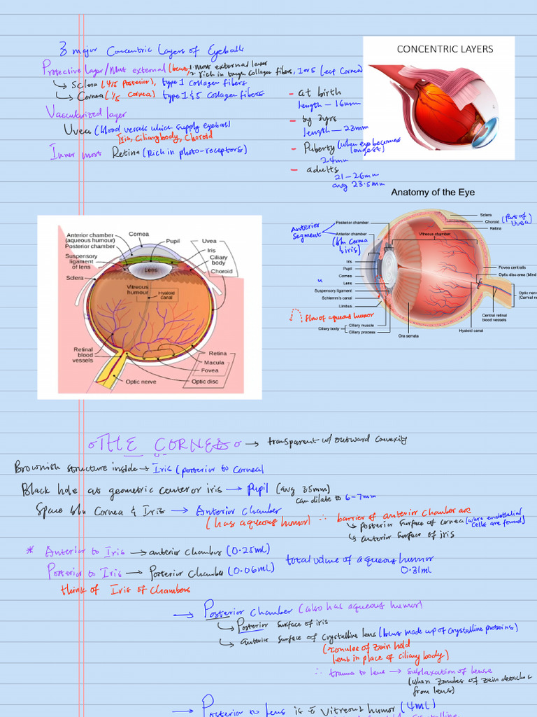 Anatomy of Eyeball 251209 054327 | PDF