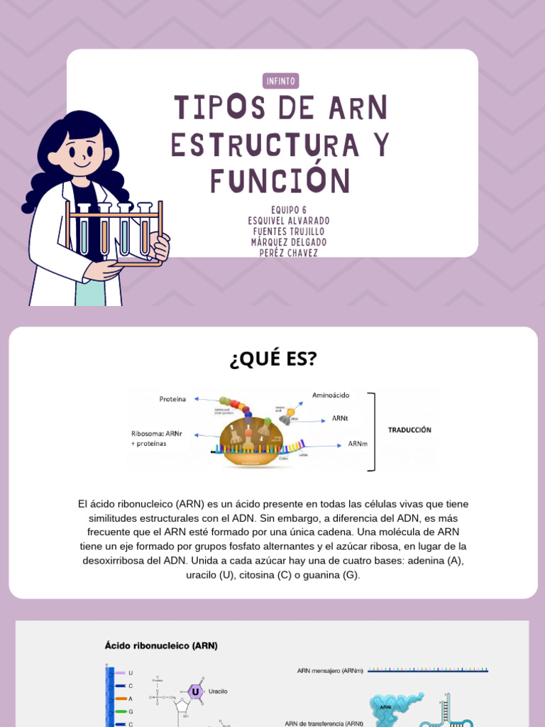 Tipos de Arn Estructura Y Función: Infinto | PDF | Rna | Adn