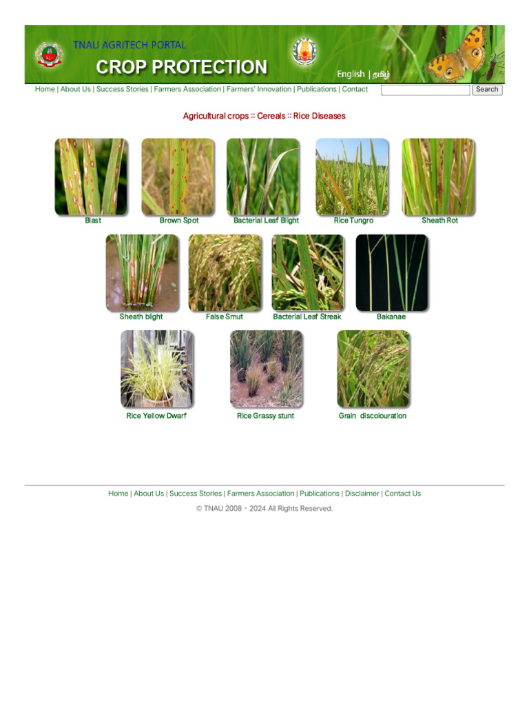 Diseases in Paddy Crops | PDF