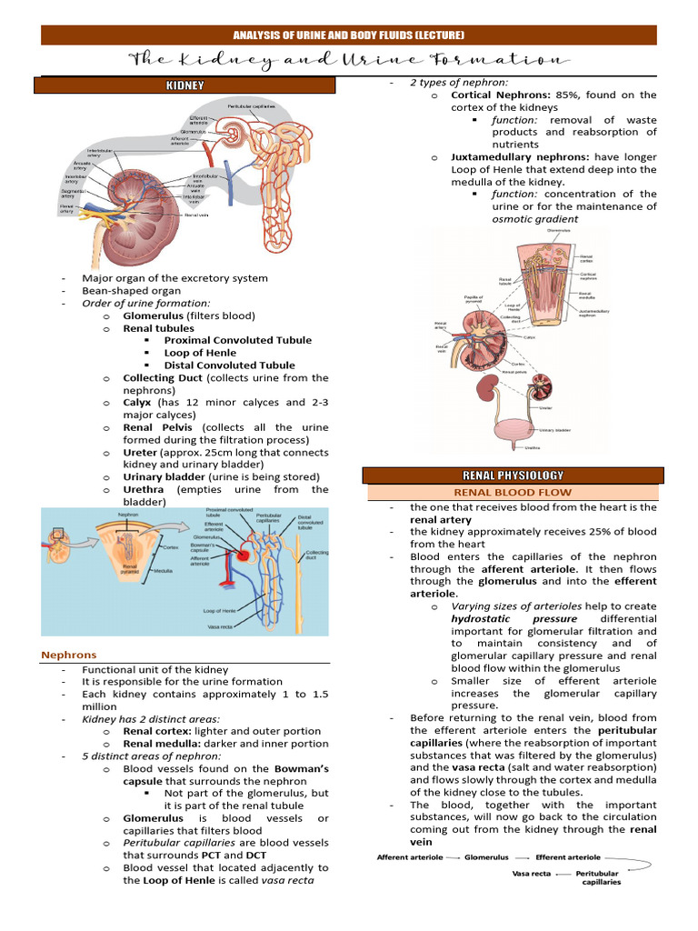 Lecture Lesson 2. The Kidney and Urine Formation | PDF | Kidney ...