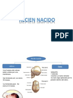 Anatomia Recien Nacido