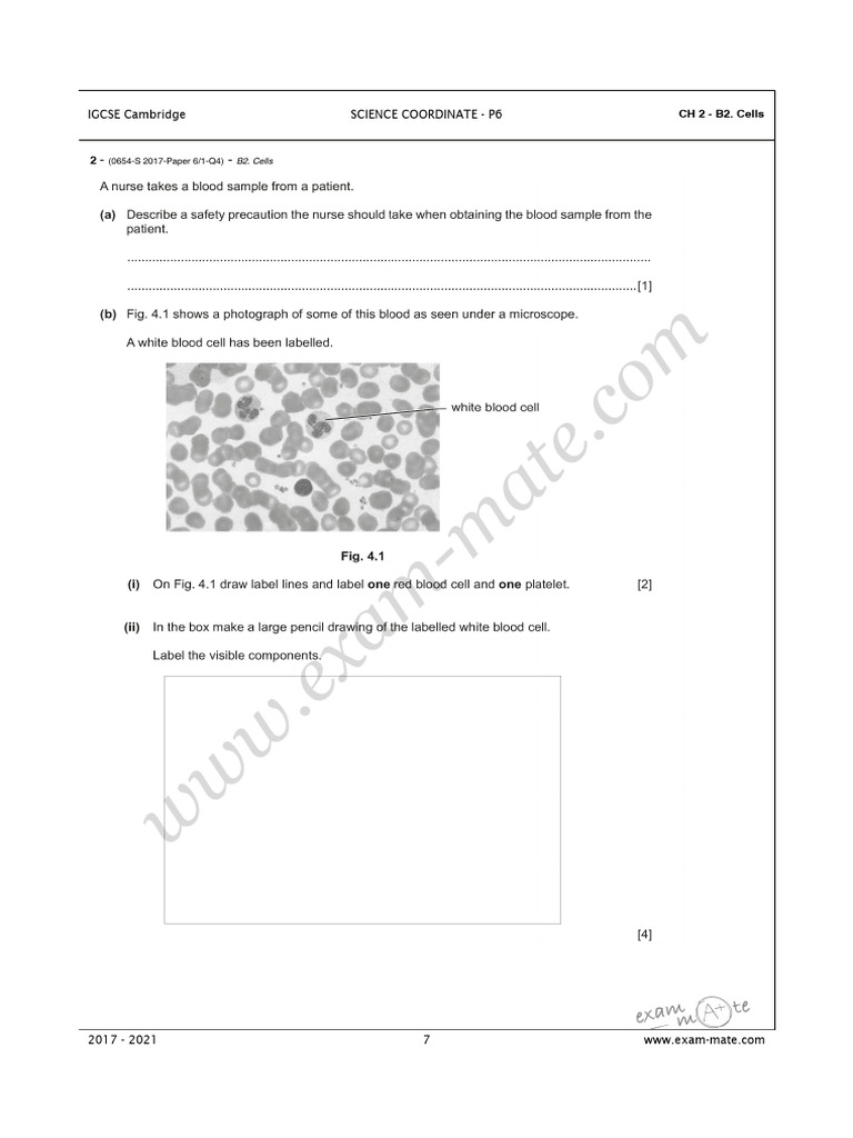Magnification P6 Questions | PDF | Biology | Life Sciences