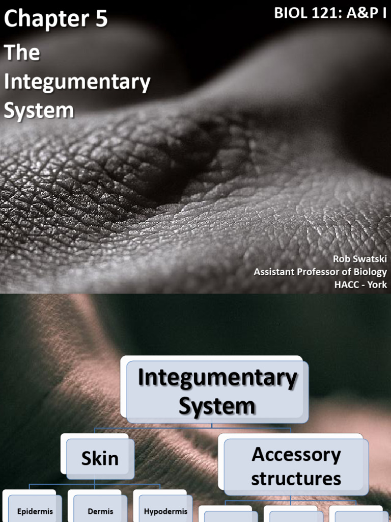 Integumentary System | PDF | Integumentary System | Epidermis
