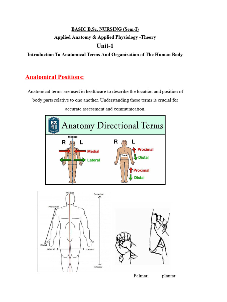 Anatomy Notes BSC Nsg-Pages | PDF | Anatomical Terms Of Location ...