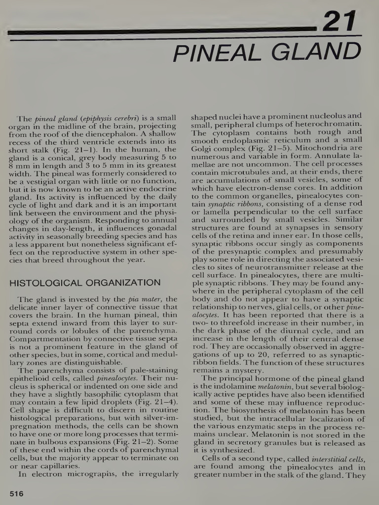 Pineal Gland | PDF | Axon | Anatomy