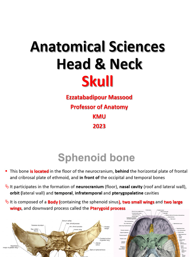 Skull 2th Session | PDF | Skull | Human Anatomy