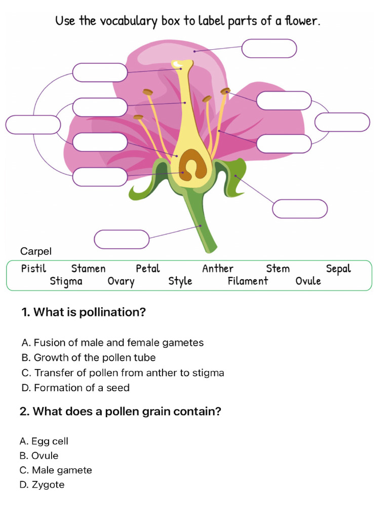 Fertilisation and Pollination | PDF