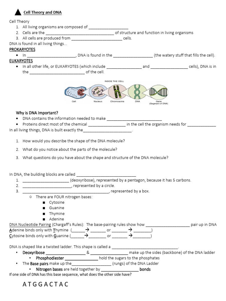 1B Cell Theory and DNA Notes | PDF