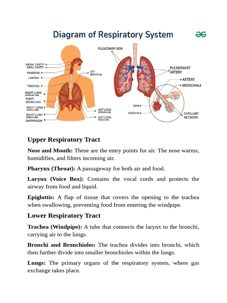 Respiratory System | PDF