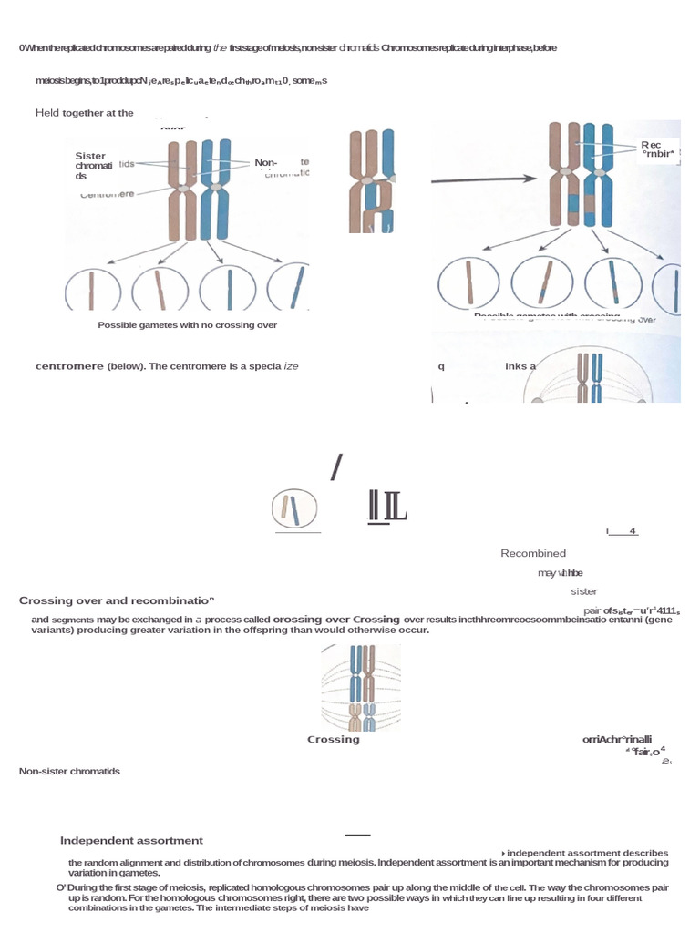 1 5qqqq | PDF | Meiosis | Ploidy