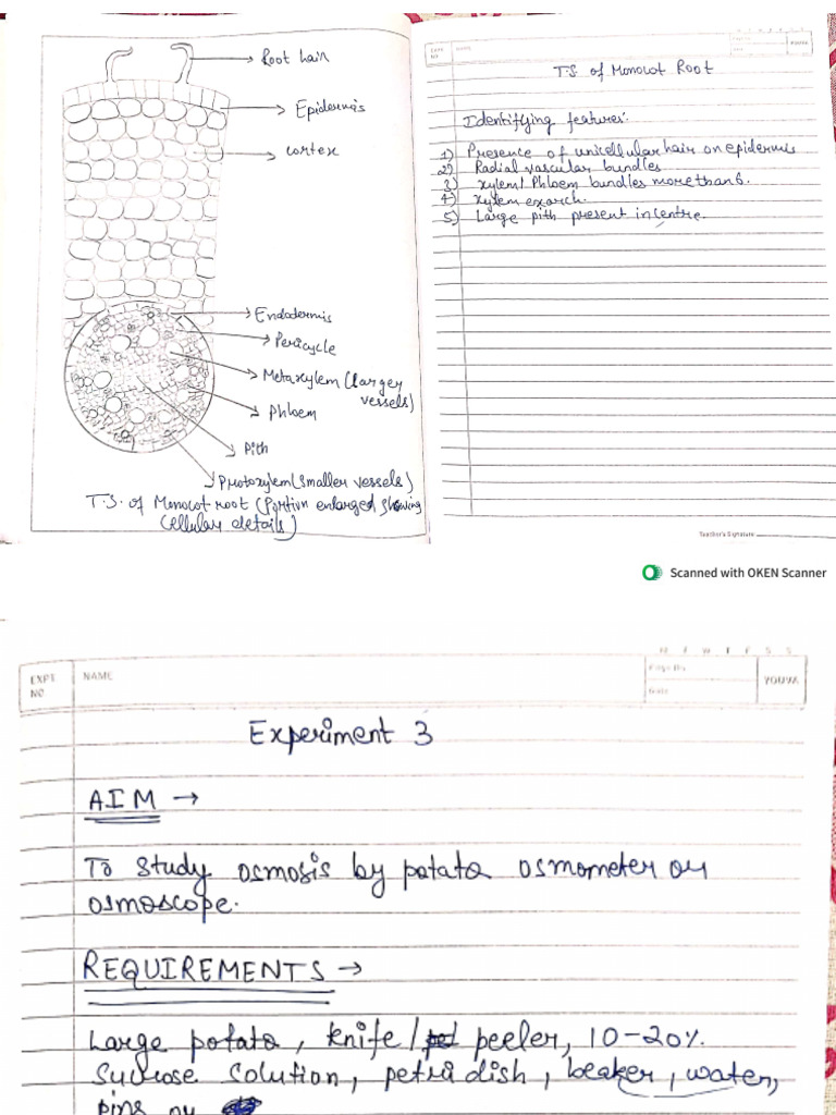 Bio Practcal File Work | PDF