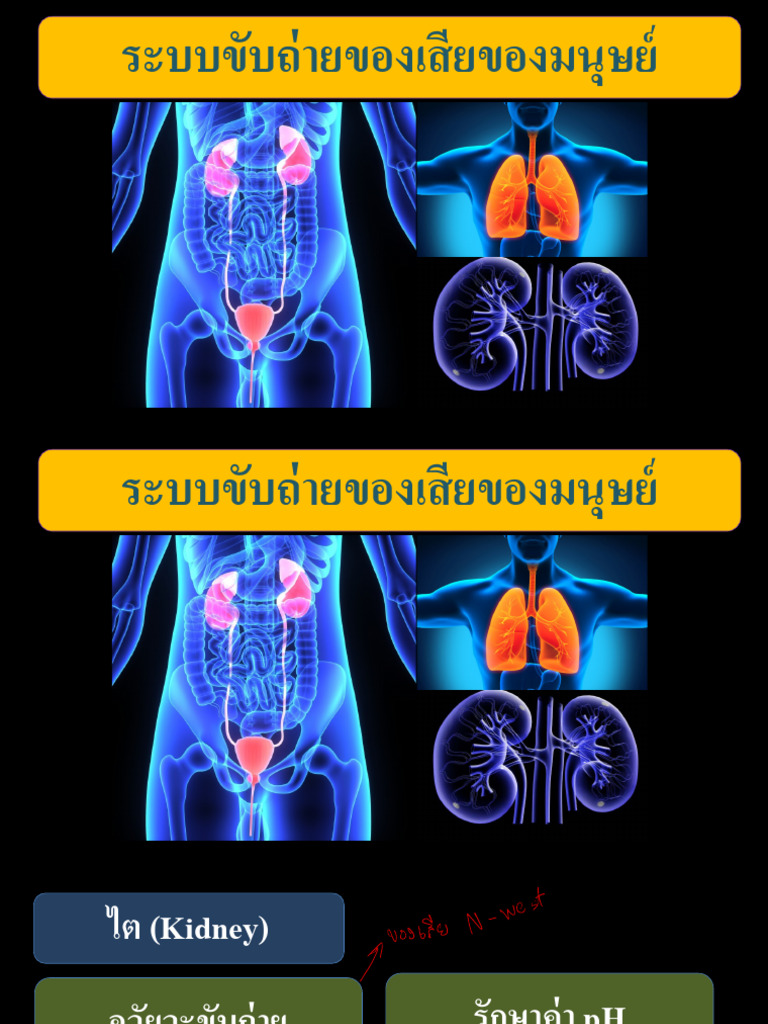 Excretion | PDF