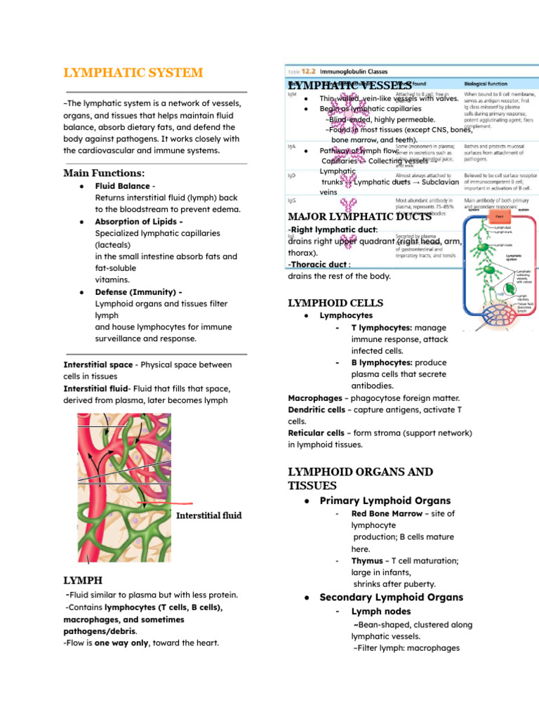 Lymphatic System 2 | PDF | Lymphatic System | Lymph Node