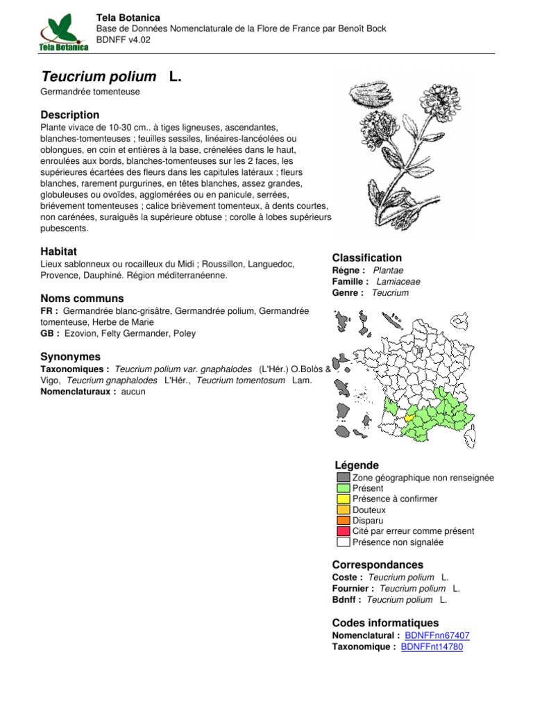Teucrium polium : Description et Habitat | PDF | Plantes | Botanique