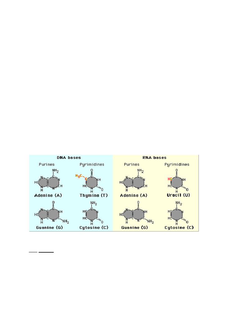 Structure of Nucleic Acids | PDF | Rna | Nucleic Acids