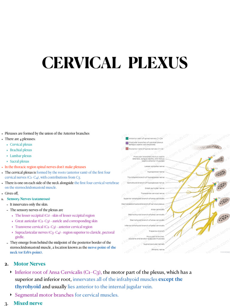 Cervical and Brachial Plexus | PDF | Arm | Hand