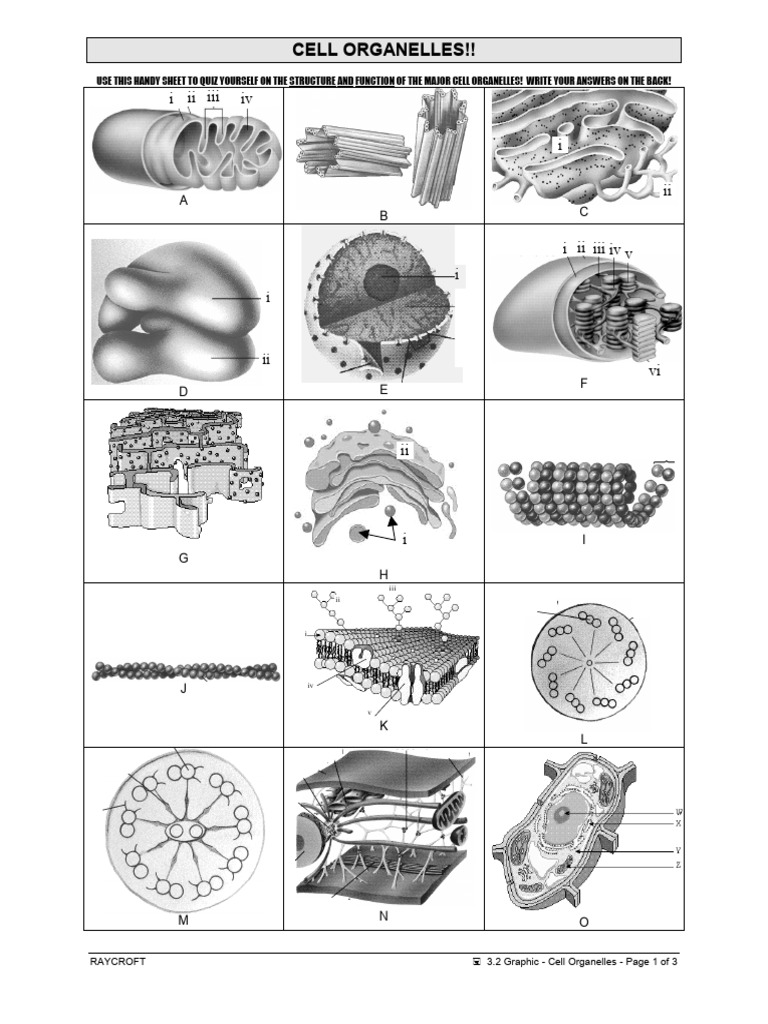 3.2 Graphic - Cell Organelles | PDF | Endoplasmic Reticulum | Cell Membrane