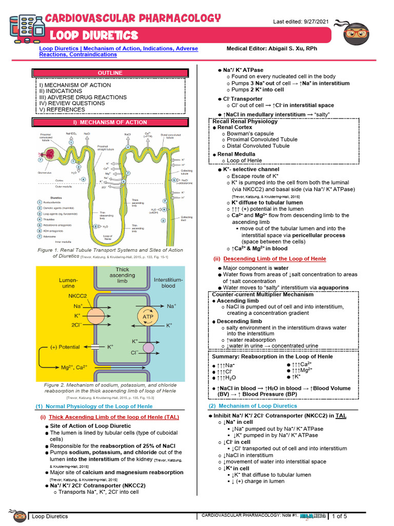 Loop Diuretics Mechanism of Action Atf | PDF | Kidney | Medical Specialties