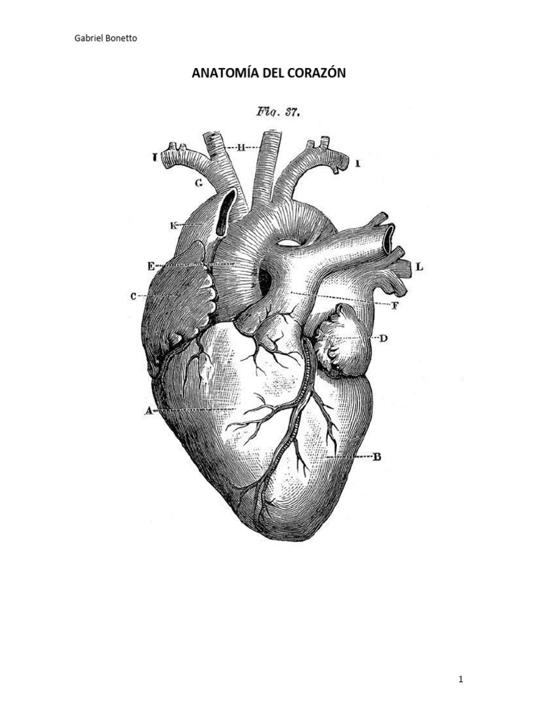 Resumen Corazon Humano | PDF