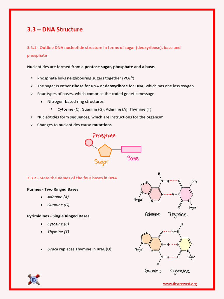 3.3 - DNA Structure | PDF