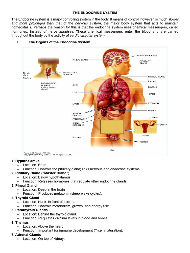 Endocrine System (Short Ver | PDF | Endocrine System | Pituitary Gland