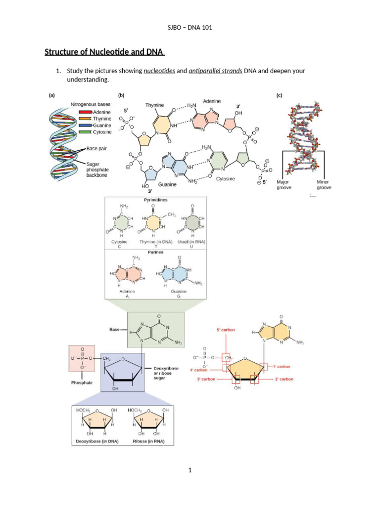 Dna 101 | PDF | Dna Replication | Dna
