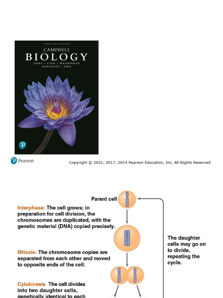 Chapter 12 Cell Cycle | PDF | Mitosis | Cell Cycle