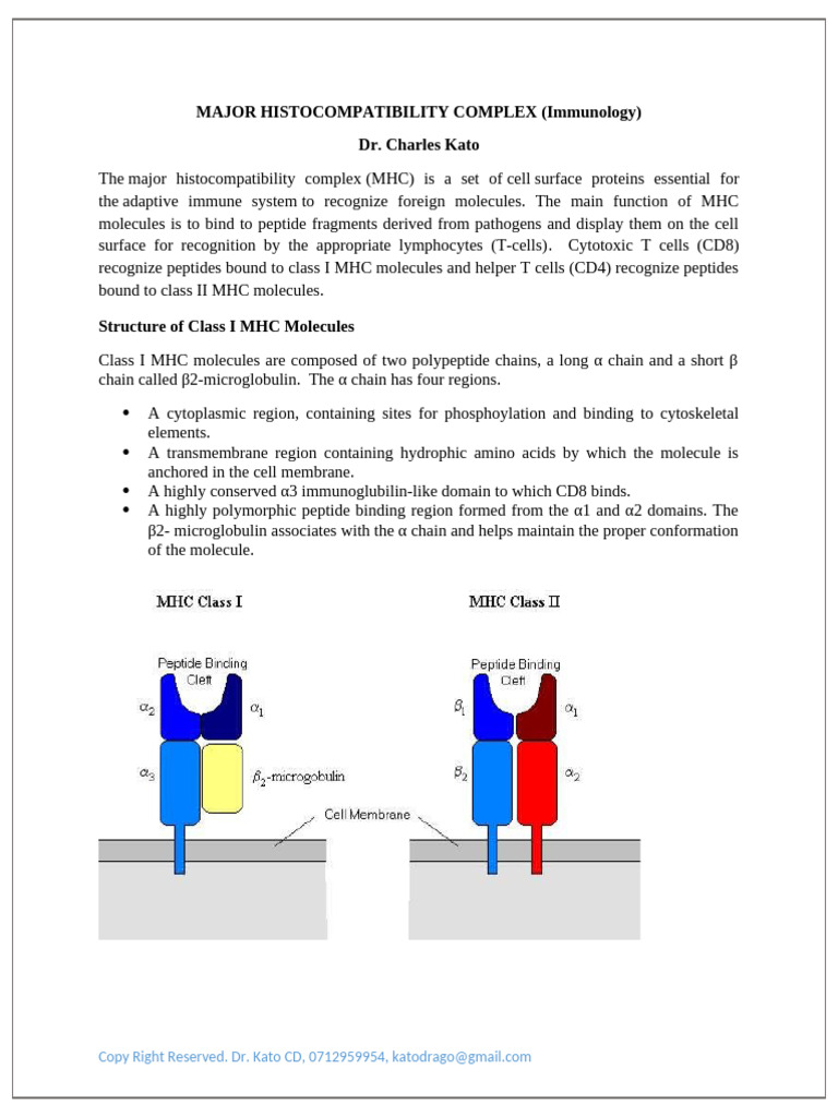 MHC Antigenpresentation Molecularbiology | PDF | Major ...