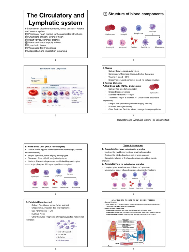 Circulatory and Lymphatic System-2 | PDF | Lymphatic System | Heart Valve