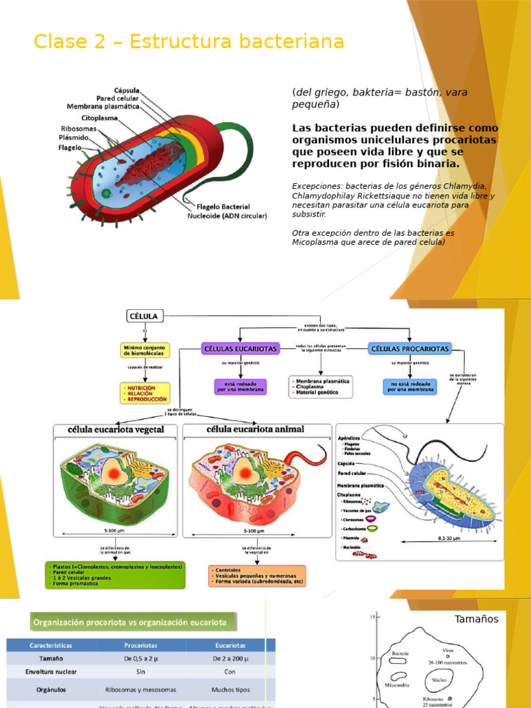 Clase 2 - Estructura Bacteriana | PDF | Las bacterias | Bacterias Gram ...