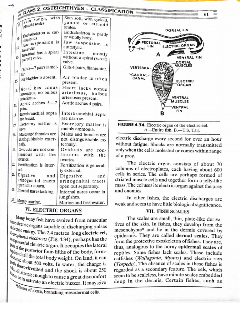 Fish Scales | PDF