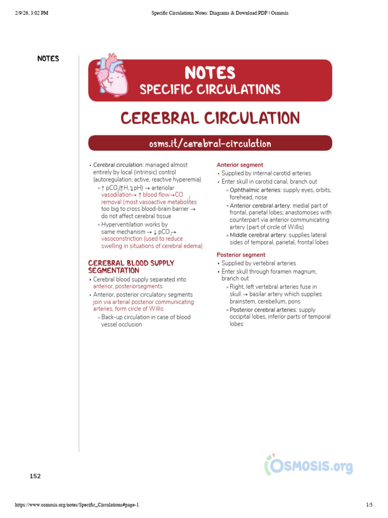 Specific Circulations Notes & Diagrams & Download PDF | PDF | Capillary ...