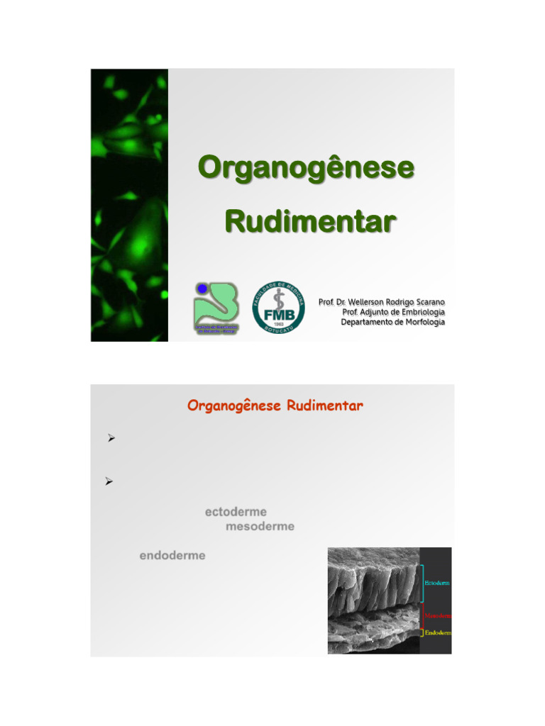 Organogenese Rudimentar | PDF | Anatomia | Morfologia (Biologia)