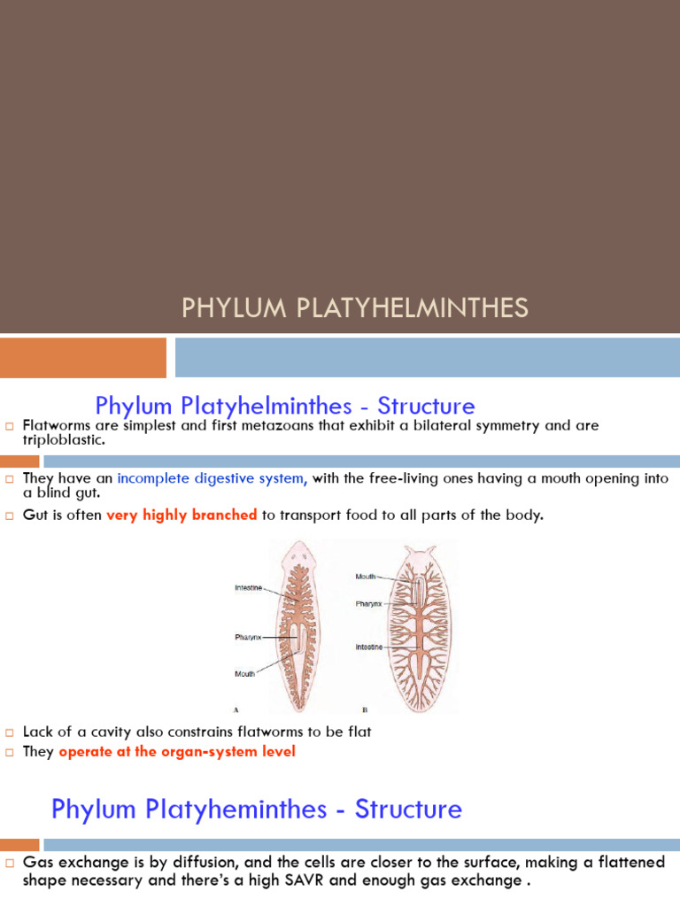 2026 - Lecture 08 - Phylum Platyhelminthes | PDF | Zoology | Protostomes