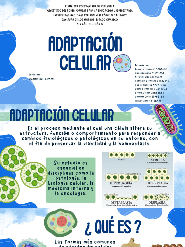 Adaptación Celular | PDF | Apoptosis | Atrofia